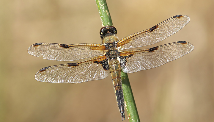 Mesdemoiselles les libellules